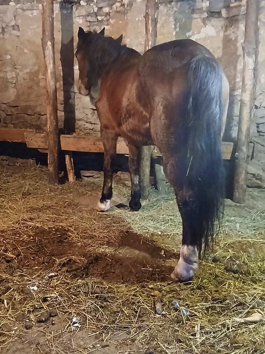 Продається кобила