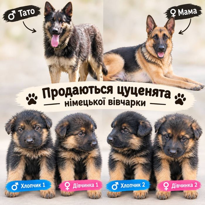 Цуценята вівчарки