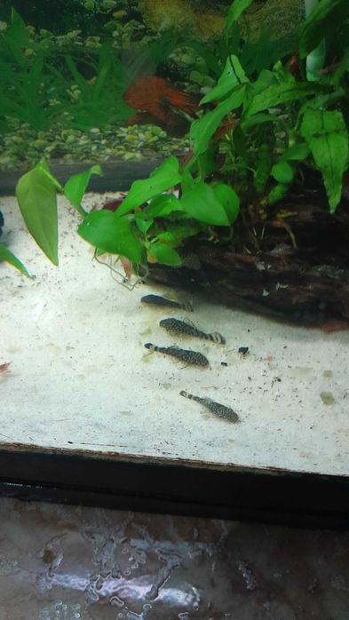 Guppys Endler de cores diferentes ( corpo amarelo )