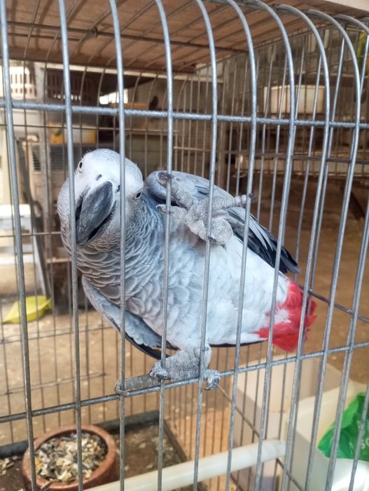 Fêmea papagaio cinzento