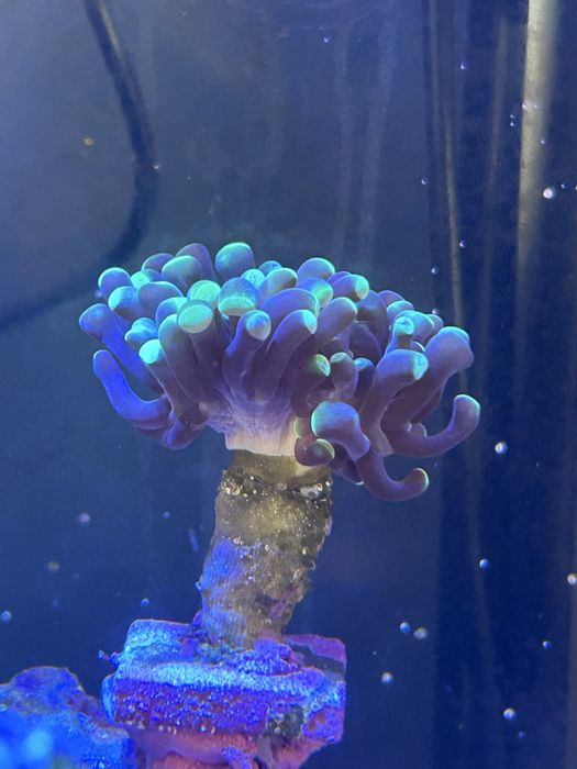 Eufilia roxa das pontas verdes