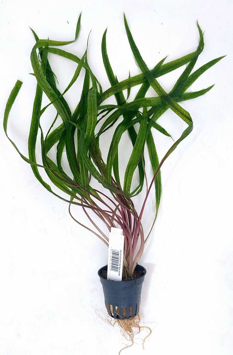 Cryptocoryne Balansae koszyk Rośliny Dekoracja Akwarium