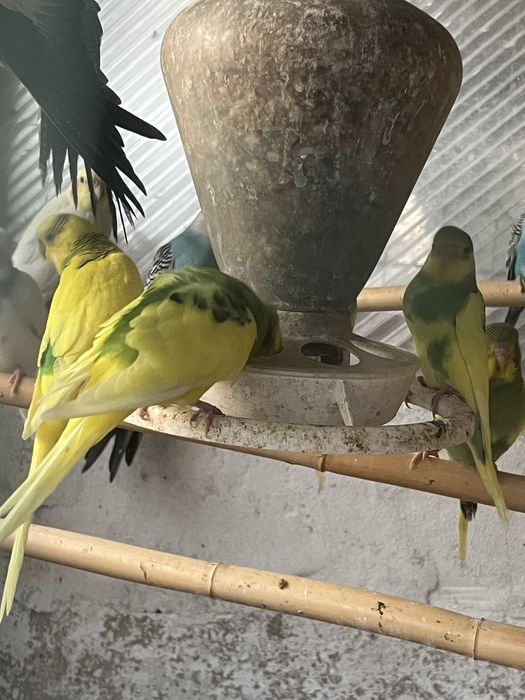 Varios piriquitos para venda