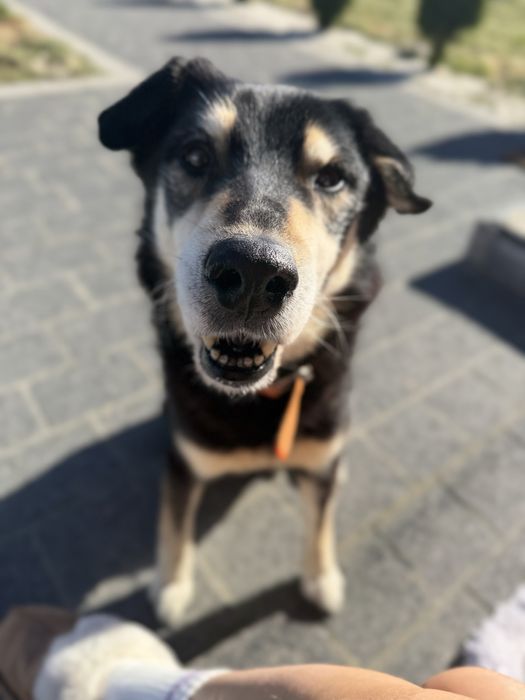 Heniu wygrał walke z chorobą teraz SZUKA DOMU