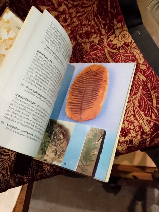 Les Fossiles - Hans Werner Rothe