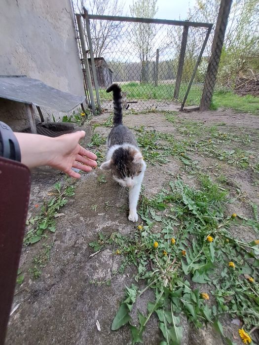 Fajny przyjazny błąka się j błąka