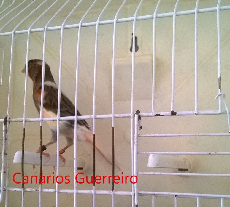 Canários novos e adultos