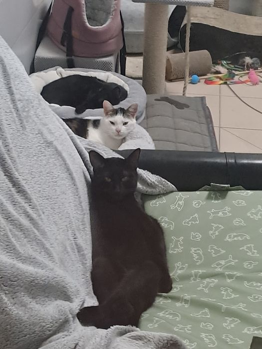 Kocurek Makumba szuka domku