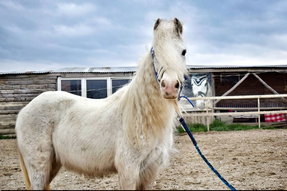Klacz Irish cob skoki