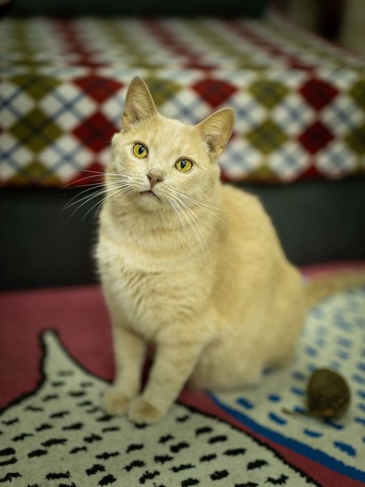 Śliczny piaskowy kocurek do adopcji