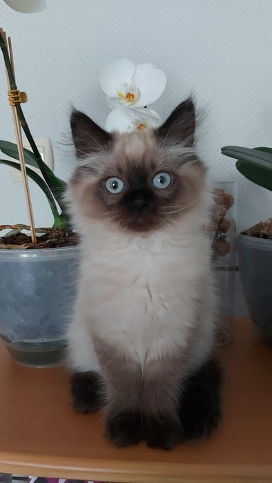 Котенятка Регдол Ragdoll