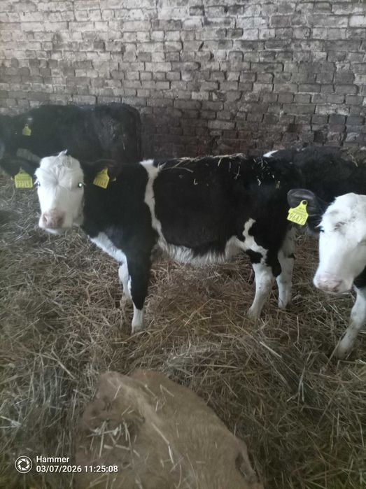 Sprzedam cielaki jałówki