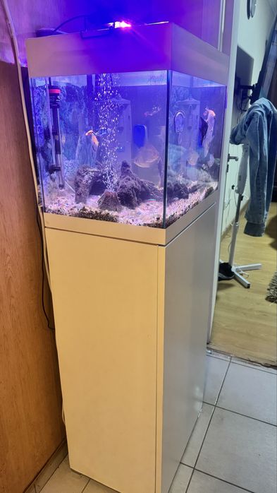 Aquario COMPLETO lindo com 10 Peixes, bombas, Filtros, decoração,