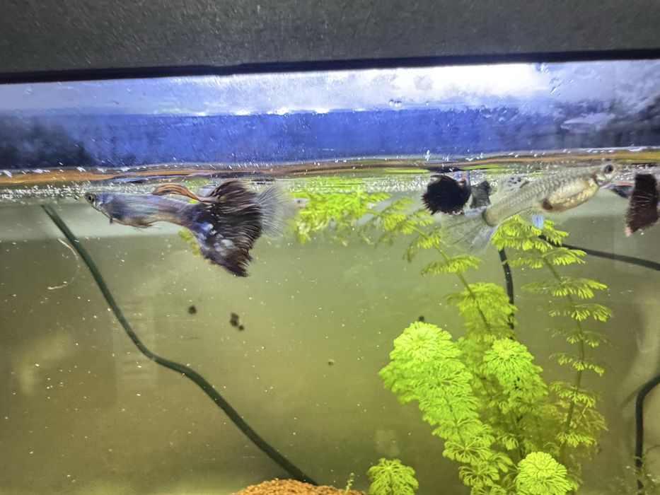 Platinum Red Mosaic Big Ears Fancy Guppy