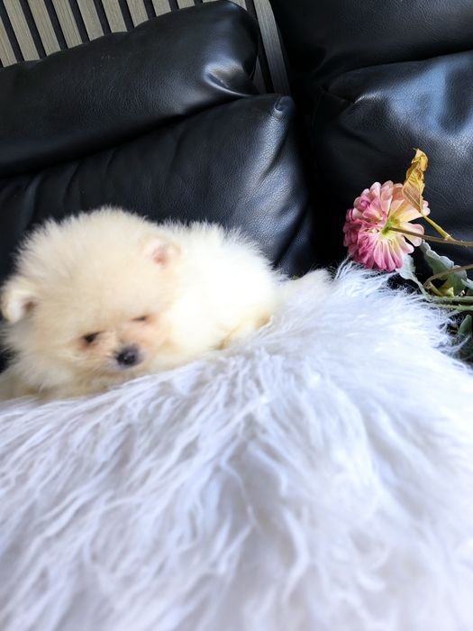 Spitz Mini.  Lulu da Pomerânia . Laranja. Linhagem Russa