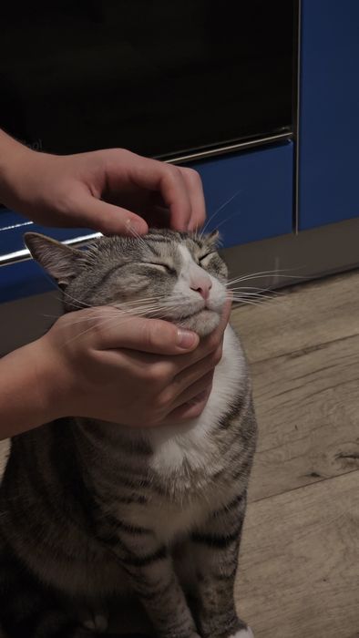 Котик в добрі руки