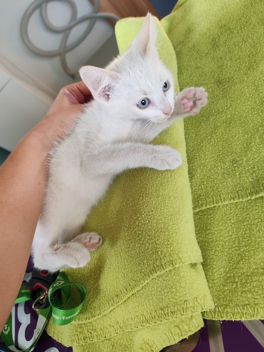 Dou gatinhos machos