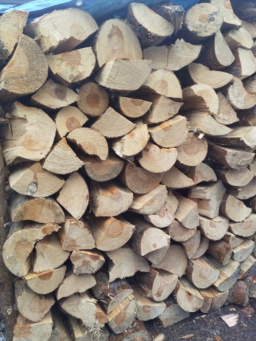 Sosna opalowa 250zl za metr