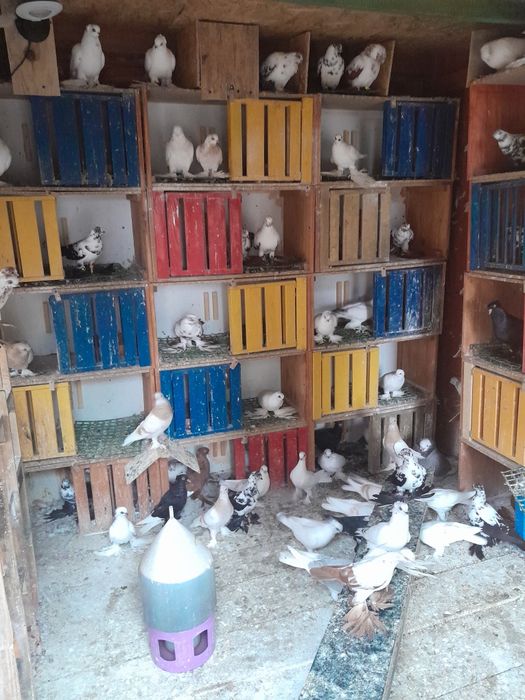 Sprzedam widyny, winery i blauwindry