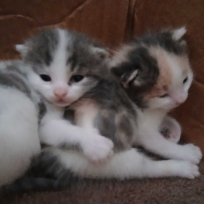 Котики бескоштовно бронюємо