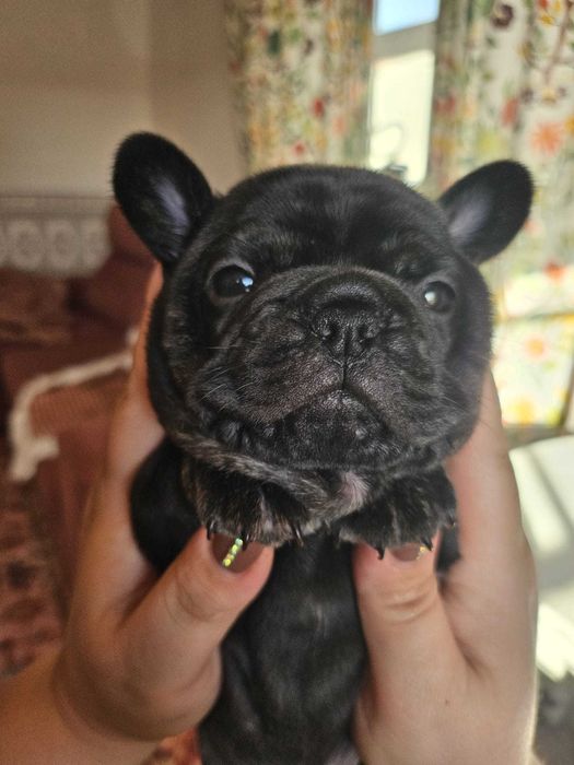 French Bulldog Preto sólido
