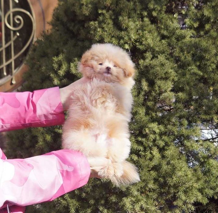 Нереально плюшевый мальчишка pom*a*poo в карамельном окрасе