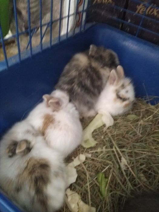 Мини кролики разные окрасы