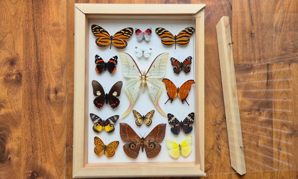 Gablotka motyle Actias selene Marpesia Heliconius i inne na ścianę