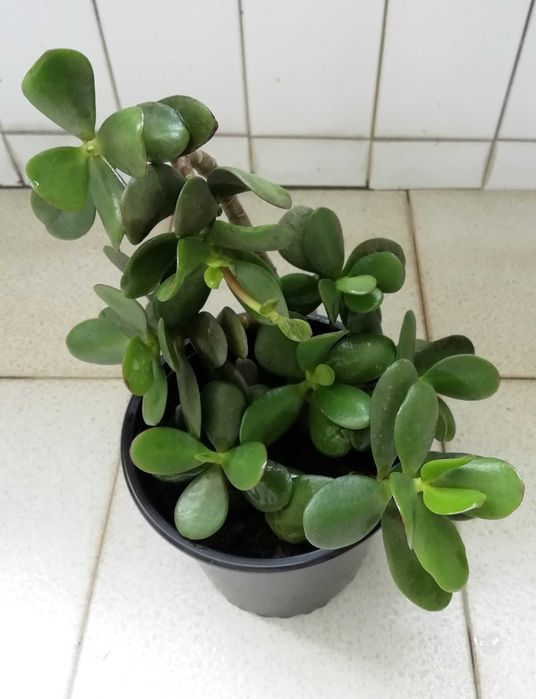 Planta Natural Jade (Crassula Ovata), atrai a sorte e o dinheiro