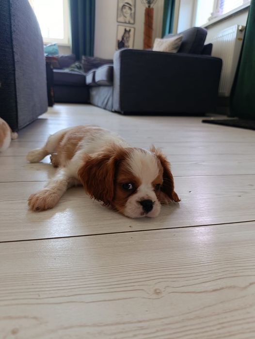 Cavalier King Charles spaniel samczyk