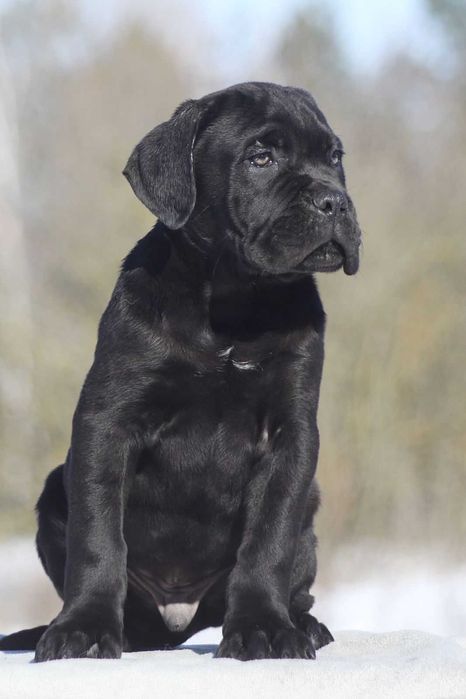 Хлопчик кане корсо КСУ