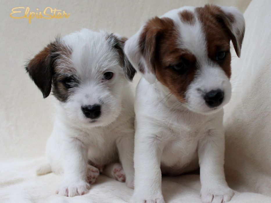 Породные щенки джек рассел терьера -купить, професиональный питомник !