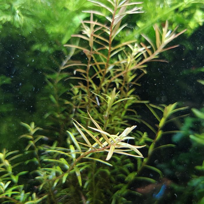 Sprzedam rotale z przycinki