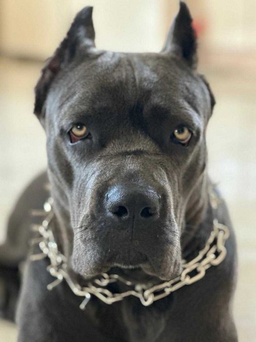 Цуценята Кане Корсо (дівчатка) 17.03.2026р.н.