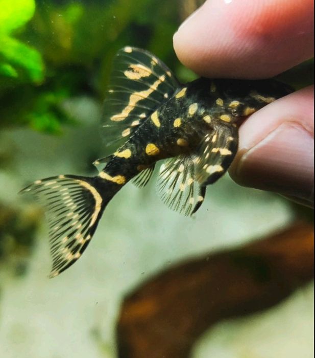 Гіпанциструс Закарпатський /номерні соми/L-соми