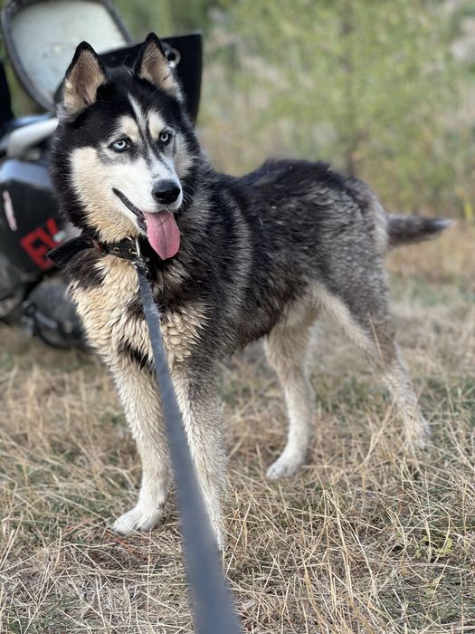 Хаскі кобель на вʼязку