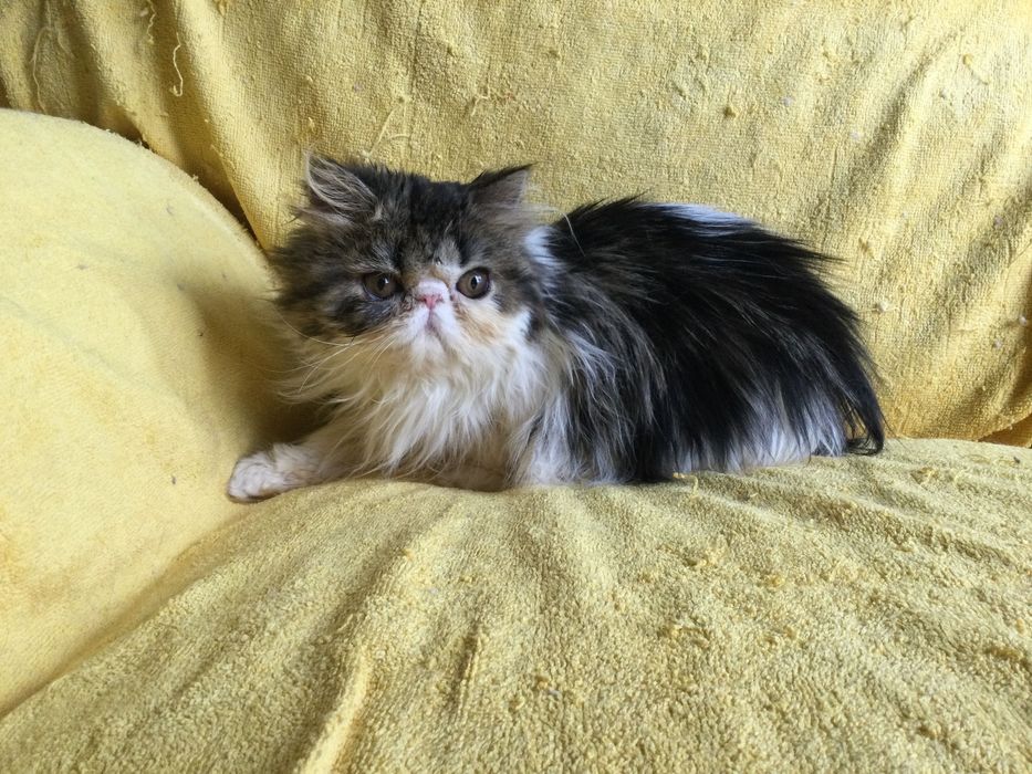 Gatinha persa puro super