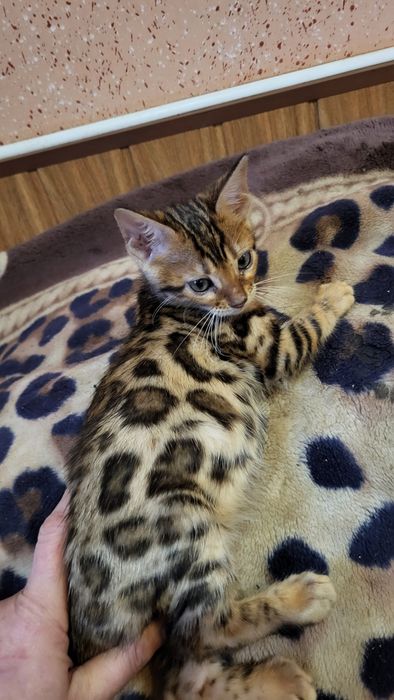 Бенгальский мальчик  wcf