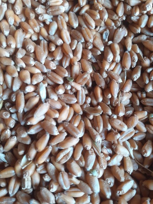 Продам пшеницю,ячмінь,кукурузу