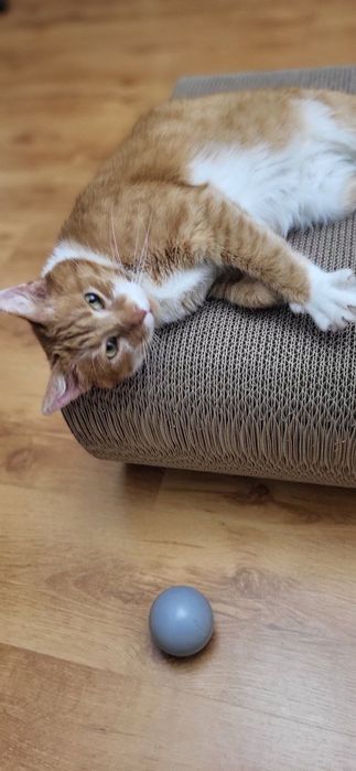 Котик Томчик шукає дім!