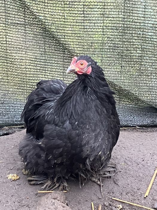 Kury ozdobne kochin miniaturowy