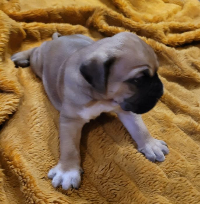 Szczeniak Cane Corso