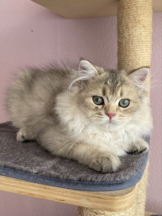 Gato British Longhair Golden