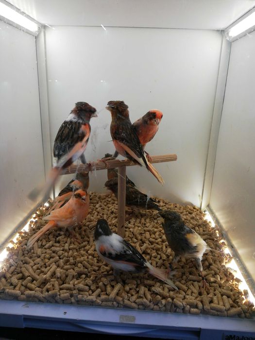 Kanarki Arlekiny Portugalskie (hodowla hobbystyczna)