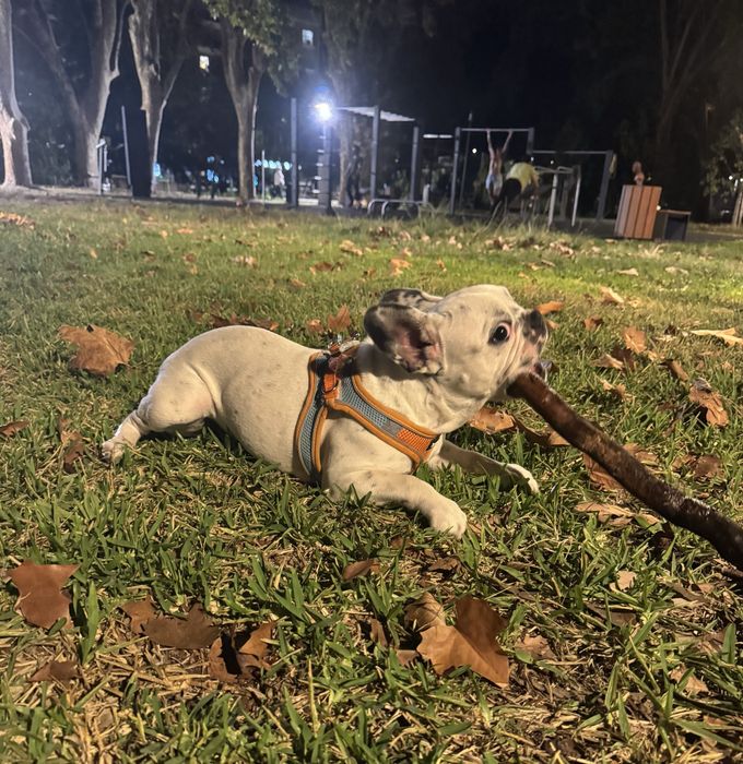 Linda menina  bulgog frances com 06 meses vacinada e desparasitada