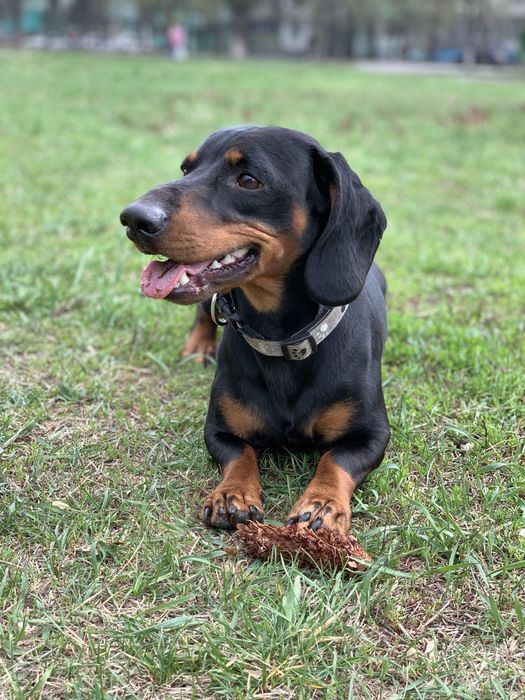 Собачка такса,ищет подругу