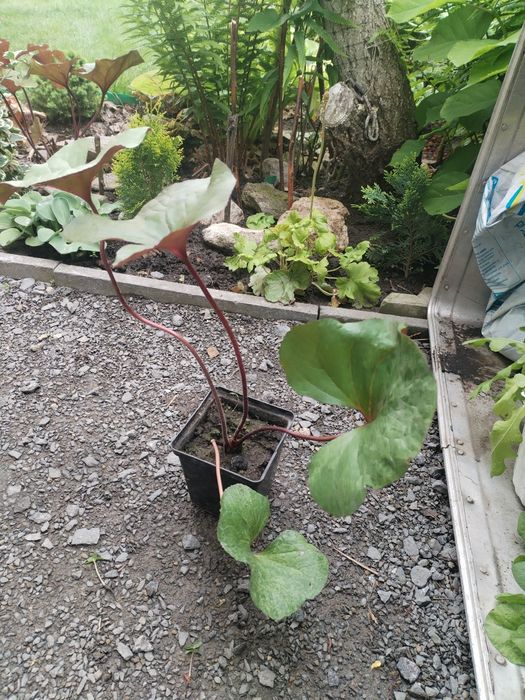 Бузульник,язичник зубчастий Garden Confetti