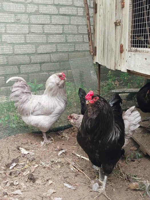 Продам инкубационные яйца Амераукана
