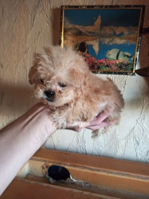 Мальчик мальтипу