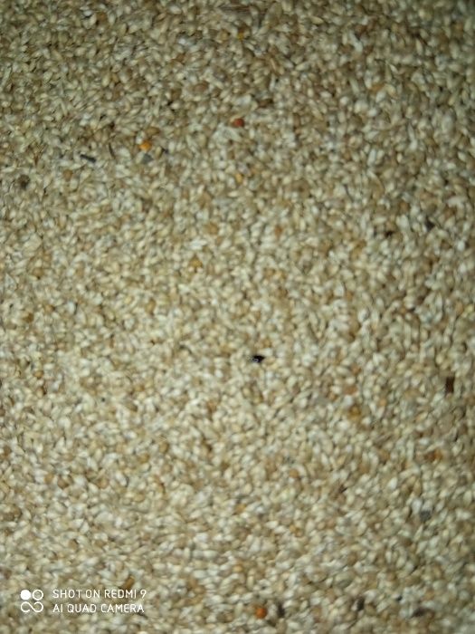 Sprzedam nasiona traw